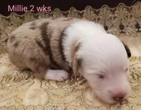 Millie, a female Toy Australian Shepherd for sale in Merced, CA – Photo 3 of 7