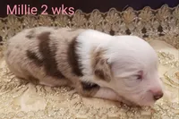 Millie, a female Toy Australian Shepherd for sale in Merced, CA – Photo 1 of 7