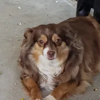 REDUCED!!  NALA, a female Toy Australian Shepherd for sale in Merced, CA – Photo 1 of 4