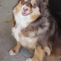 REDUCED!!  NALA, a female Toy Australian Shepherd for sale in Merced, CA – Photo 4 of 4