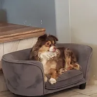 REDUCED!!  NALA, a female Toy Australian Shepherd for sale in Merced, CA – Photo 3 of 4