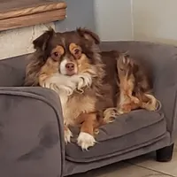 REDUCED!!  NALA, a female Toy Australian Shepherd for sale in Merced, CA – Photo 2 of 4