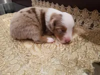 Brandy, a female Toy Australian Shepherd for sale in Merced, CA – Photo 7 of 7
