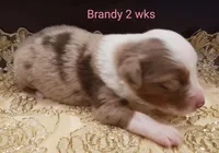 Brandy, a female Toy Australian Shepherd for sale in Merced, CA – Photo 5 of 7