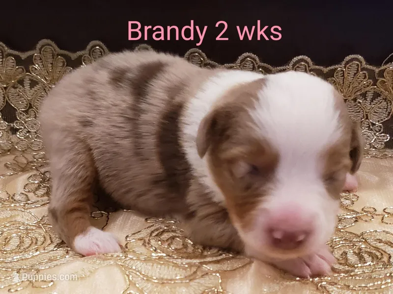 Brandy