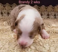 Brandy, a female Toy Australian Shepherd for sale in Merced, CA – Photo 3 of 7