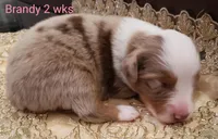 Brandy, a female Toy Australian Shepherd for sale in Merced, CA – Photo 2 of 7