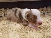 Brandy, a female Toy Australian Shepherd for sale in Merced, CA – Photo 6 of 7