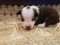 Ginger, a female Toy Australian Shepherd for sale in Merced, CA – Photo 8 of 8