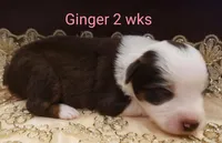 Ginger, a female Toy Australian Shepherd for sale in Merced, CA – Photo 4 of 8