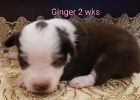 Ginger, a female Toy Australian Shepherd for sale in Merced, CA – Photo 7 of 8