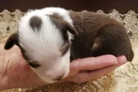Ginger, a female Toy Australian Shepherd for sale in Merced, CA – Photo 3 of 8