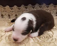 Ginger, a female Toy Australian Shepherd for sale in Merced, CA – Photo 5 of 8