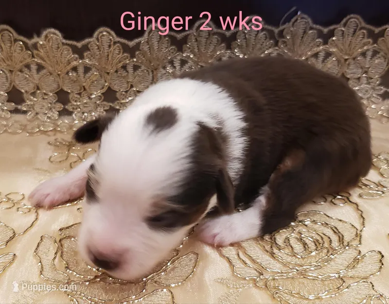 Ginger