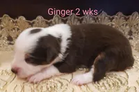 Ginger, a female Toy Australian Shepherd for sale in Merced, CA – Photo 6 of 8