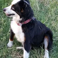 Roxy, a female Toy Australian Shepherd for sale in Merced, CA – Photo 1 of 5