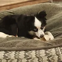 Roxy, a female Toy Australian Shepherd for sale in Merced, CA – Photo 5 of 5