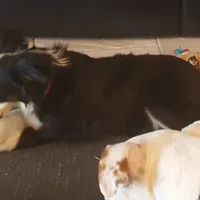 Roxy, a female Toy Australian Shepherd for sale in Merced, CA – Photo 3 of 5