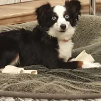 Roxy, a female Toy Australian Shepherd for sale in Merced, CA – Photo 2 of 5