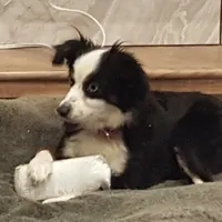 Roxy, a female Toy Australian Shepherd for sale in Merced, CA – Photo 4 of 5