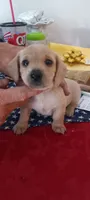 Matilda, a female Miniature Dachshund for sale in Des Moines, IA – 6 of 6