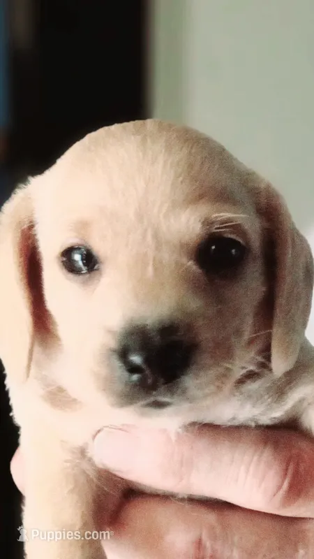 Matilda – Miniature Dachshund puppy for sale in Des Moines, IA