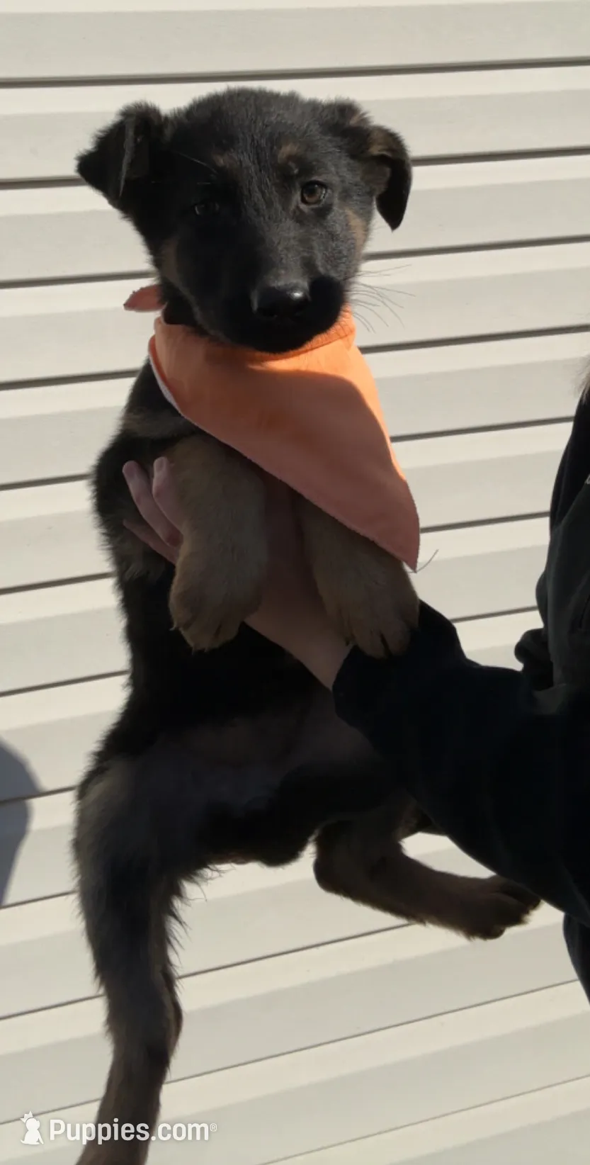 Female 3, a female German Shepherd Dog for sale in Kirksville, MO – Photo 6 of 6
