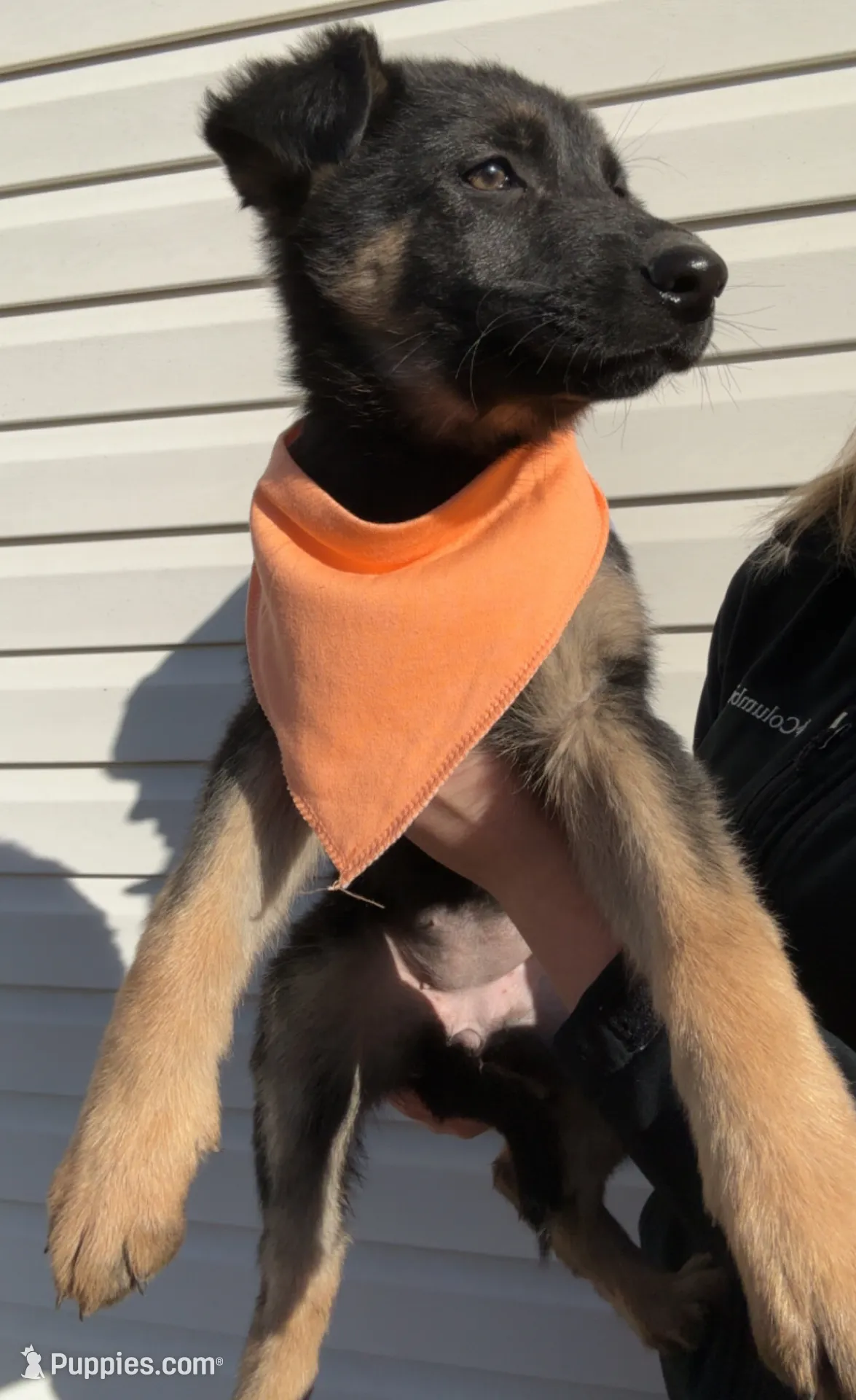 Female 3, a female German Shepherd Dog for sale in Kirksville, MO – Photo 4 of 6