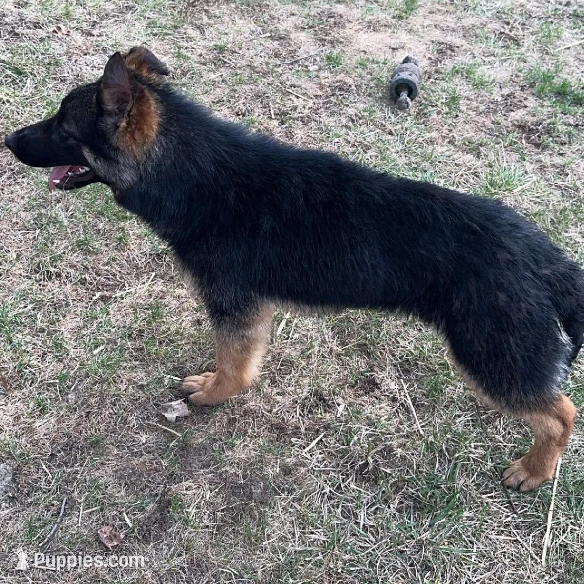 Female 3 – German Shepherd Dog puppy for sale in Kirksville, MO