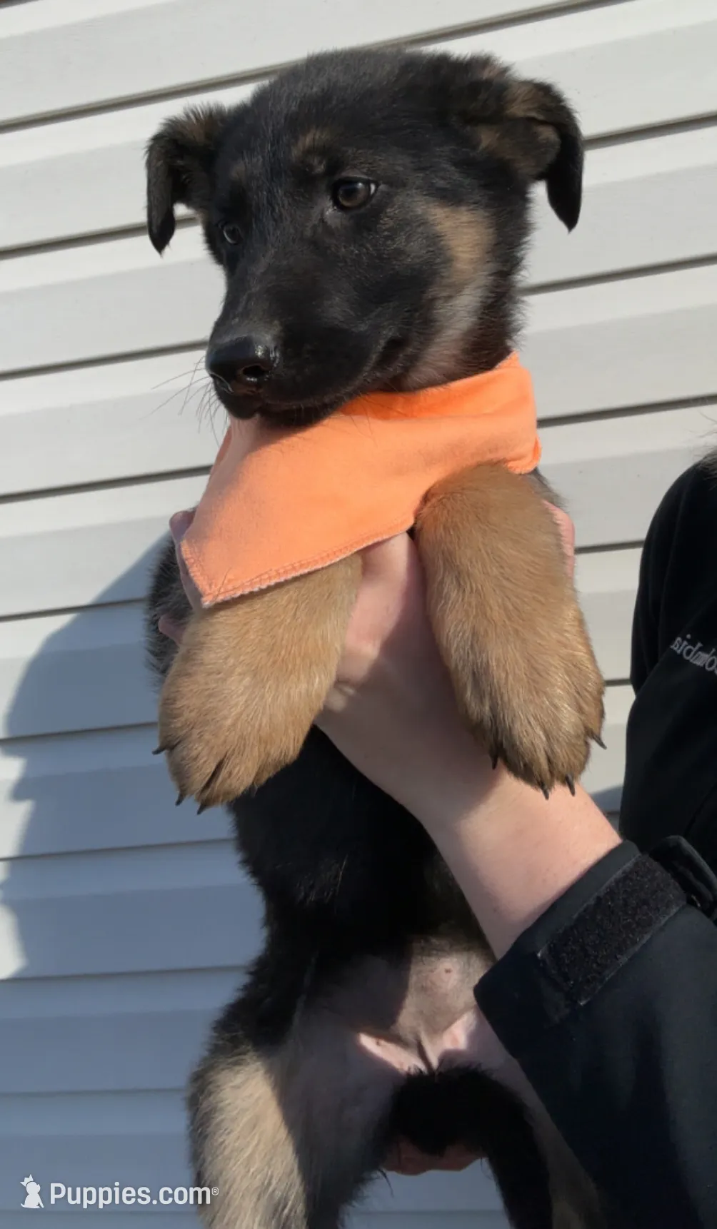 Female 3, a female German Shepherd Dog for sale in Kirksville, MO – Photo 5 of 6