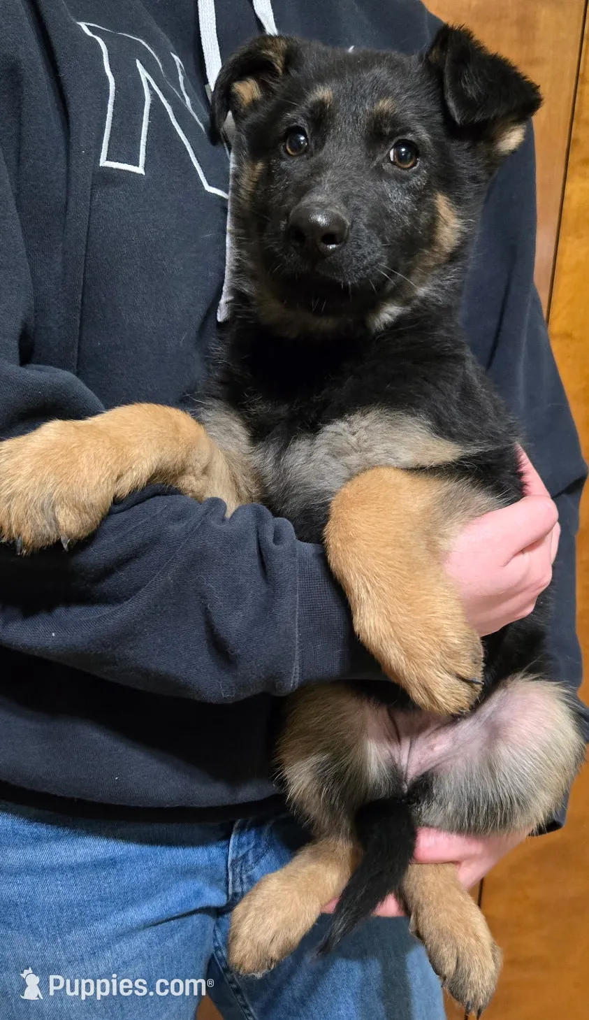 Female 3, a female German Shepherd Dog for sale in Kirksville, MO – Photo 3 of 6