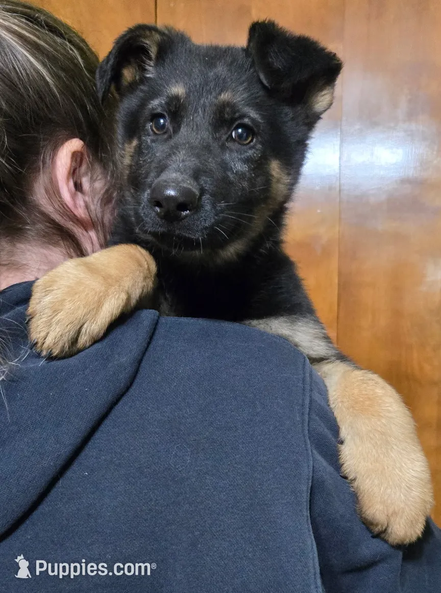 Female 3, a female German Shepherd Dog for sale in Kirksville, MO – Photo 2 of 6