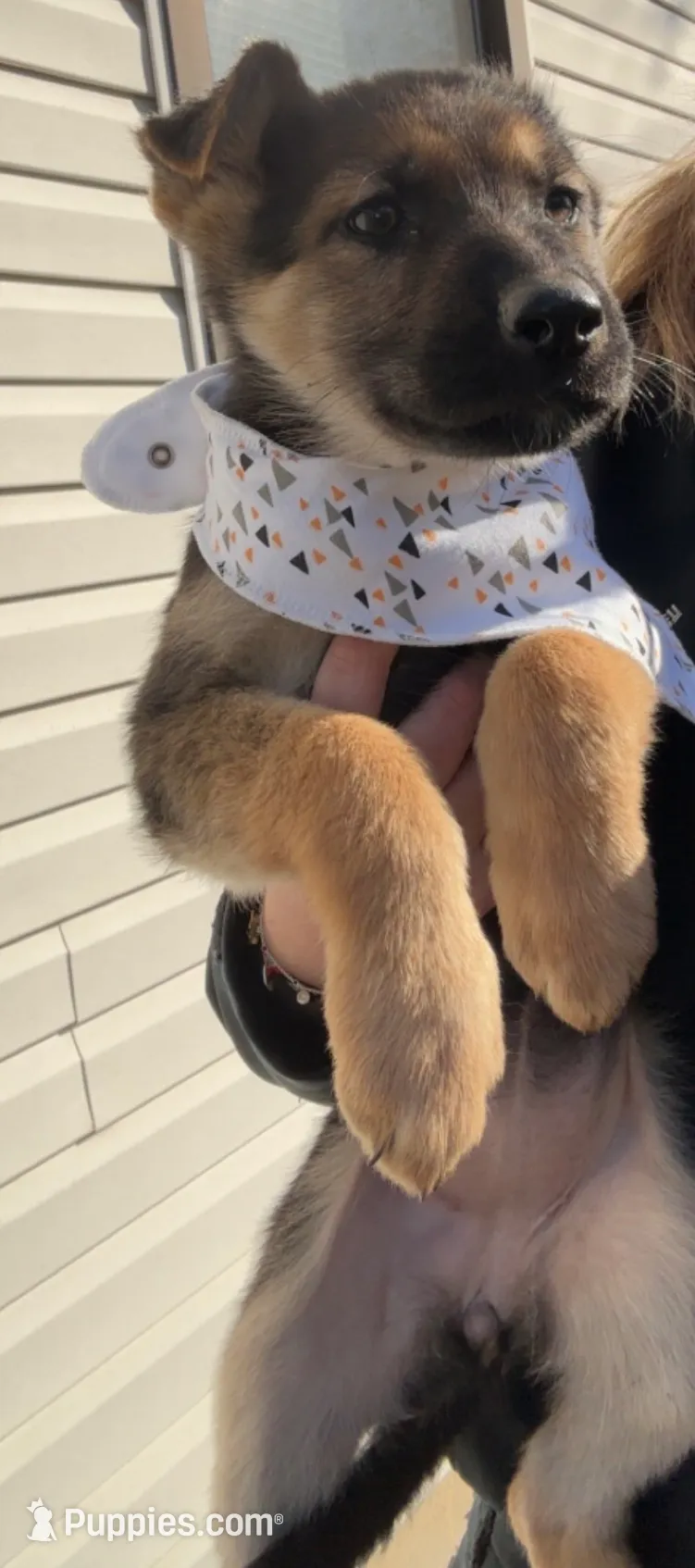 Female 1, a female German Shepherd Dog for sale in Kirksville, MO – Photo 5 of 5