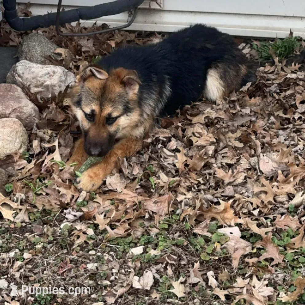Female 1 – German Shepherd Dog puppy for sale in Kirksville, MO