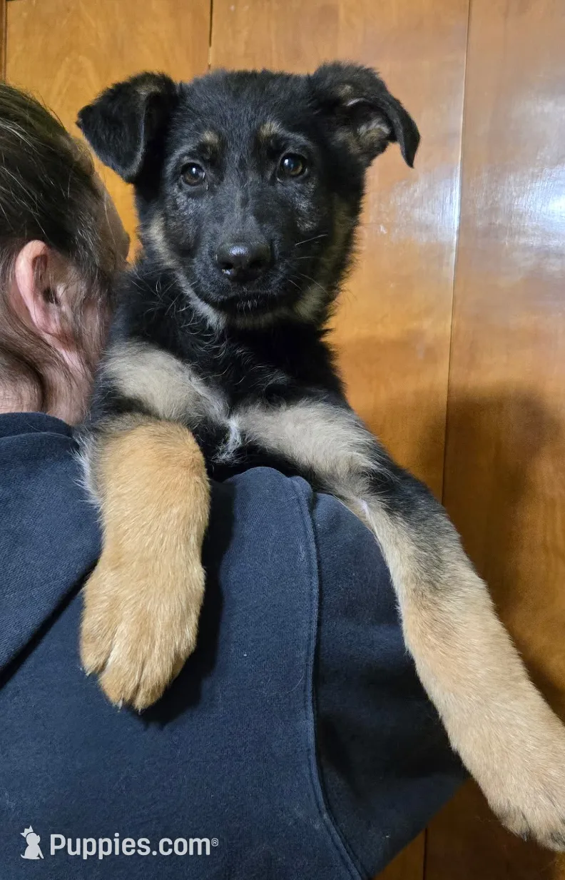Female 2, a female German Shepherd Dog for sale in Kirksville, MO – Photo 3 of 6