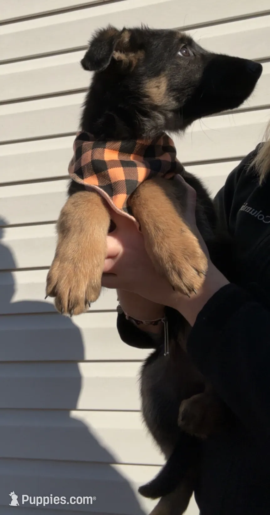 Female 2, a female German Shepherd Dog for sale in Kirksville, MO – Photo 6 of 6