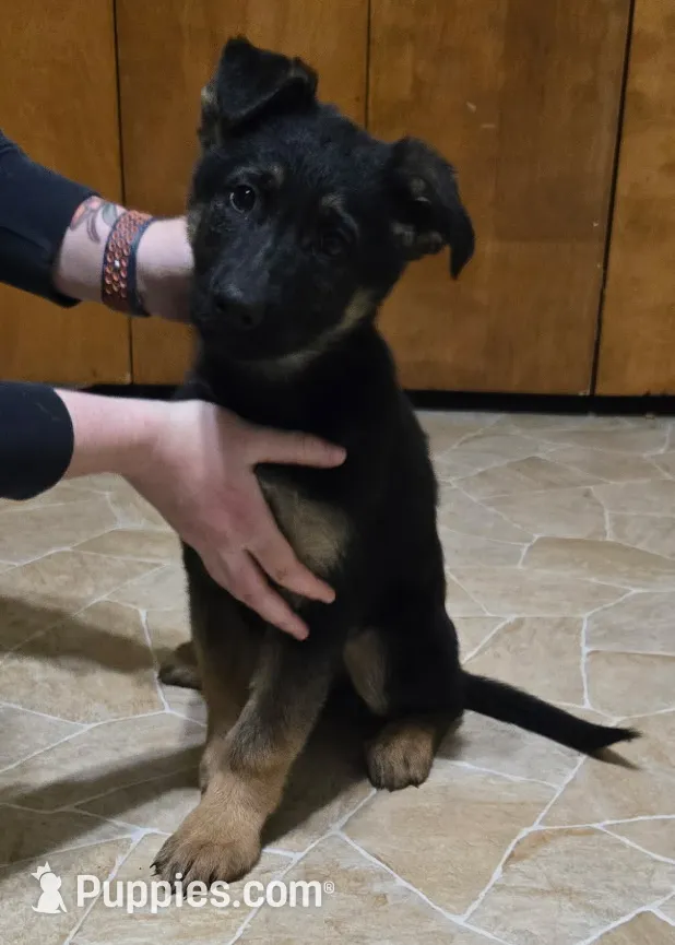 Female 2, a female German Shepherd Dog for sale in Kirksville, MO – Photo 2 of 6