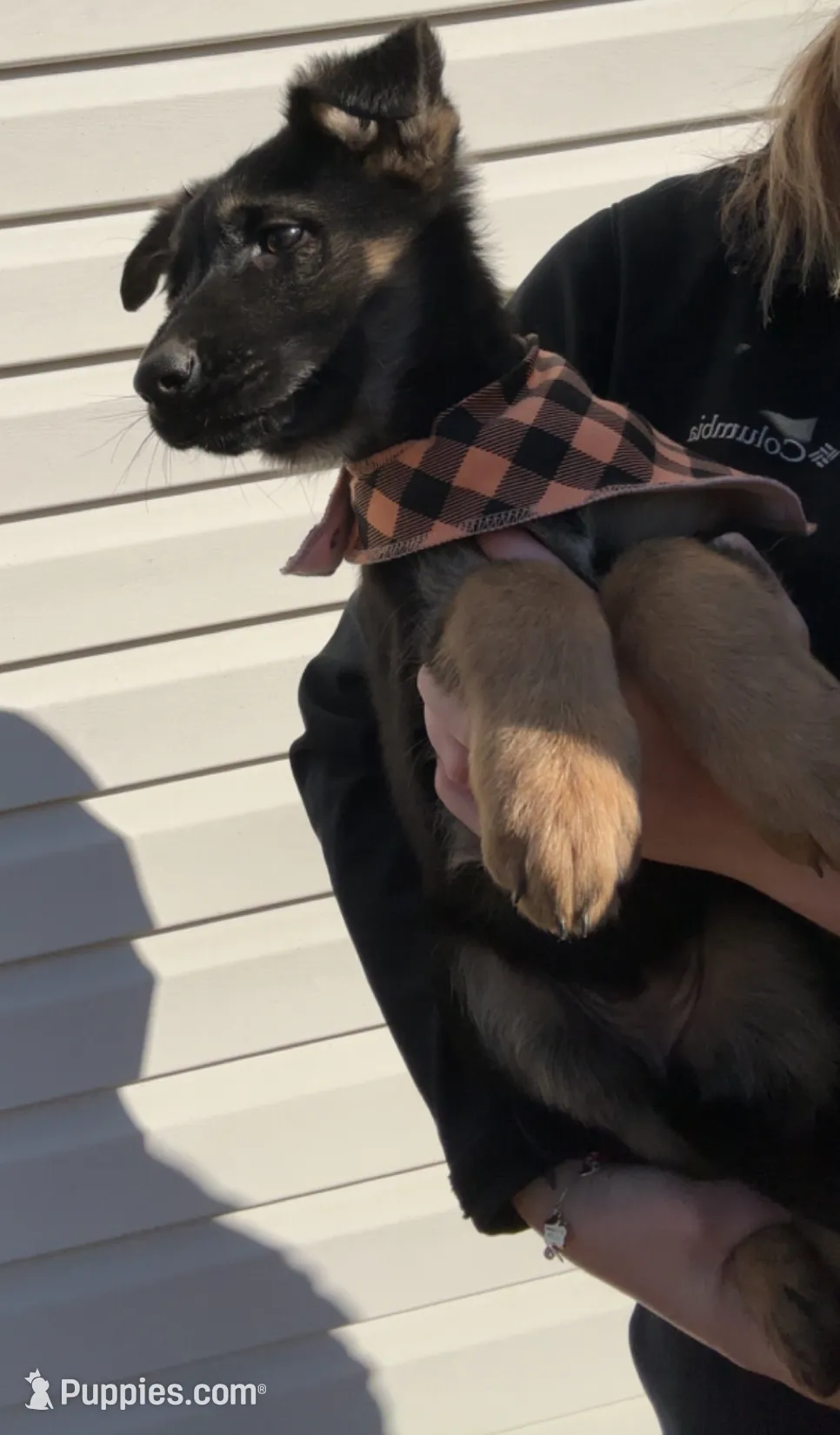 Female 2, a female German Shepherd Dog for sale in Kirksville, MO – Photo 5 of 6