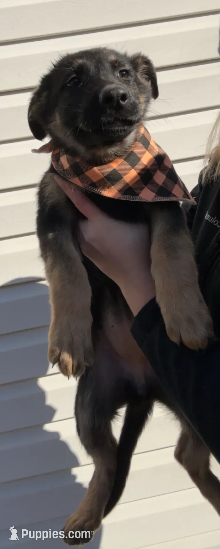 Female 2, a female German Shepherd Dog for sale in Kirksville, MO – Photo 4 of 6