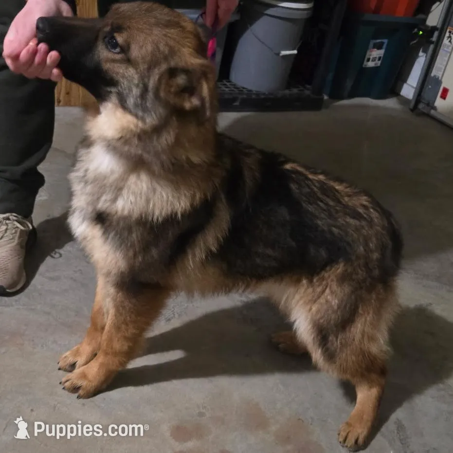 Female 4, a female German Shepherd Dog for sale in Kirksville, MO – Photo 3 of 4