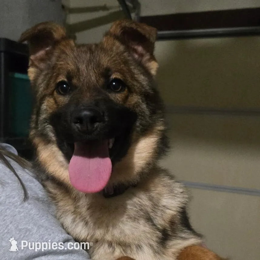 Female 4 – German Shepherd Dog puppy for sale in Kirksville, MO