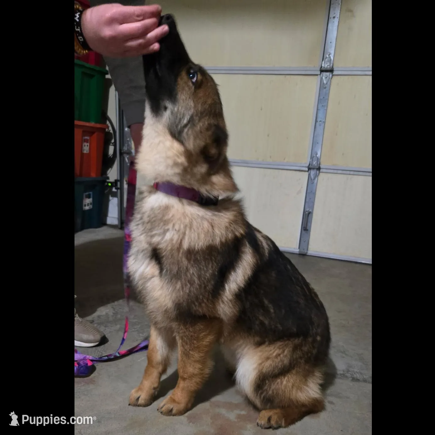 Female 4, a female German Shepherd Dog for sale in Kirksville, MO – Photo 4 of 4