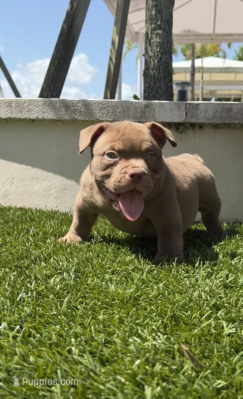 Teddy, a male American Bully for sale in Port Saint Lucie, FL – 1 of 2