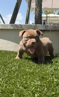 Teddy, a male American Bully for sale in Port Saint Lucie, FL – 1 of 2