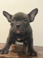 Trixie, a female American Bully for sale in Port Saint Lucie, FL – 1 of 1