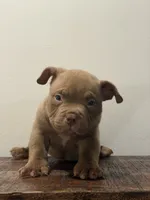 Teddy, a male American Bully for sale in Port Saint Lucie, FL – 1 of 1