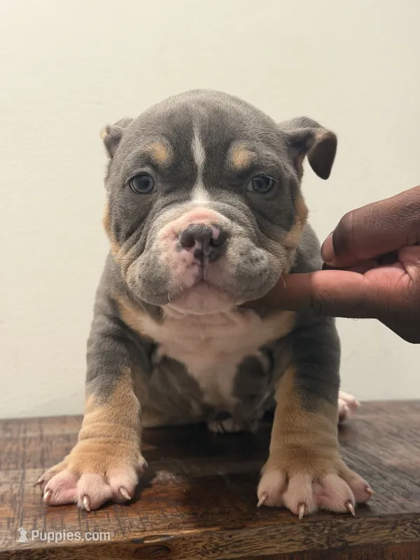 Dexter – American Bully puppy for sale in Port Saint Lucie, FL