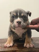 Dexter, a male American Bully for sale in Port Saint Lucie, FL – 1 of 1
