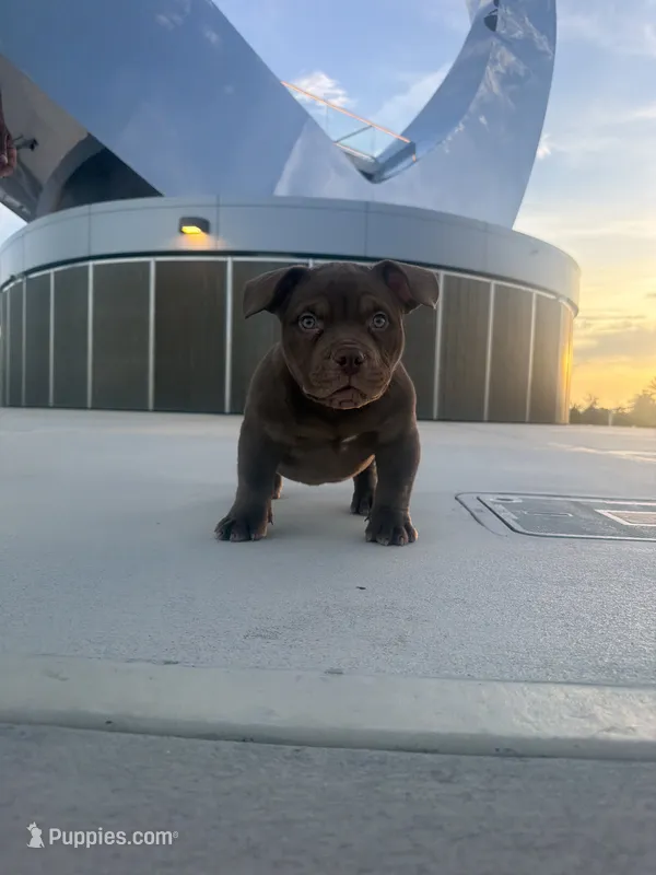 Teddy – American Bully puppy for sale in Port Saint Lucie, FL