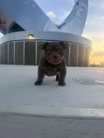 Teddy, a male American Bully for sale in Port Saint Lucie, FL – 1 of 3